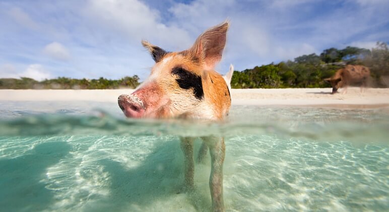 swim with pigs 1