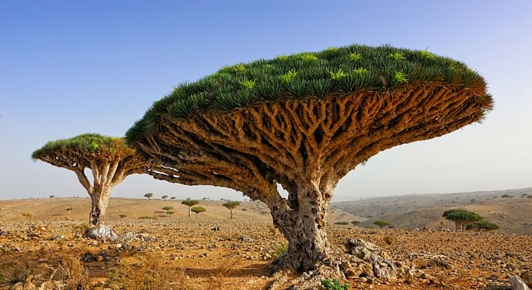 Socotra, Yemen 2