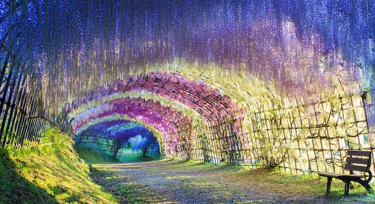 The Wisteria Tunnel at Kawachi Fuji Gardens, in Kitakyushu, Japan 2