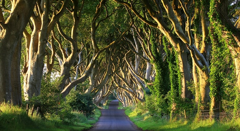 the dark hedges