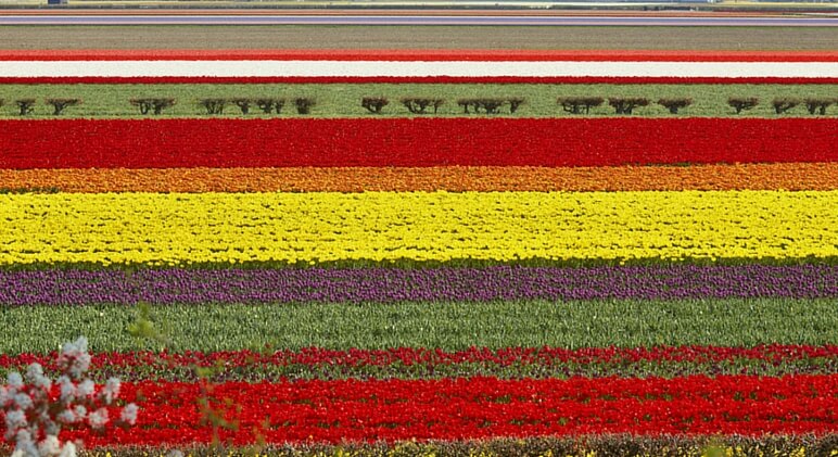 tulip fields