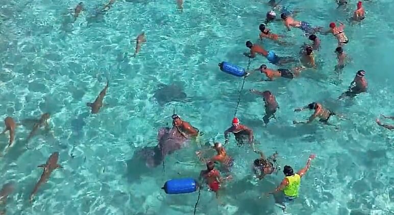 tahiti swim with creatures